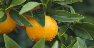 Mandarina Orri