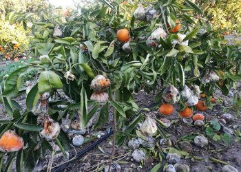 Cítricos dañados