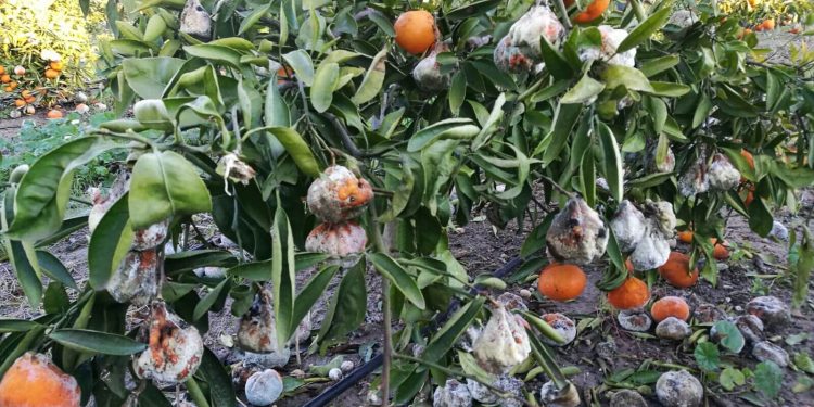 Cítricos dañados