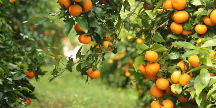 Mandarinas Orri