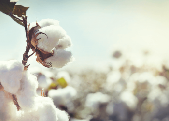 algodón