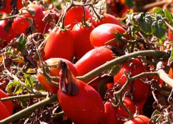 Nuevos alimentos biológicos