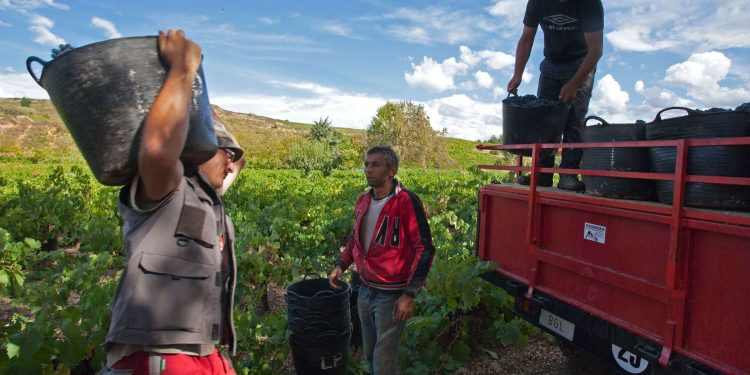 DO Bierzo