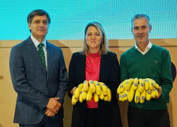 Plátano de Canarias