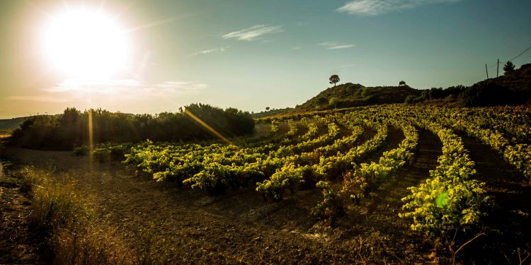 Rioja viñedo