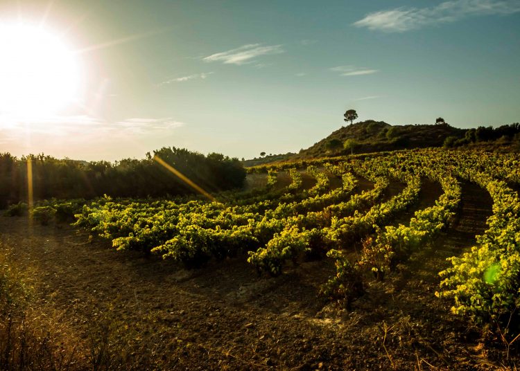 Rioja viñedo