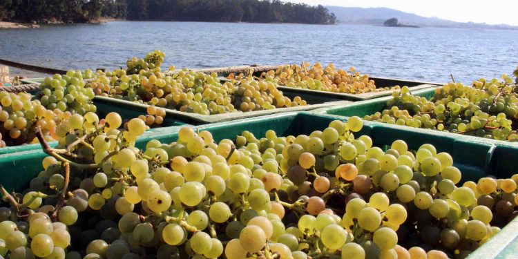 Vendimia DO Rias Baixas