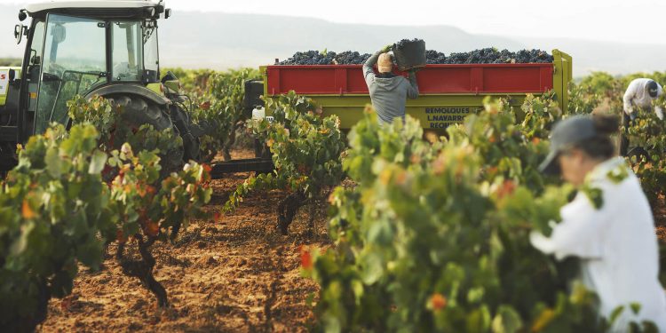 Vendimia Utiel-Requena