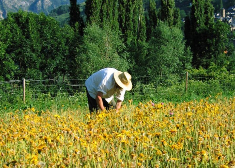 Agricultor