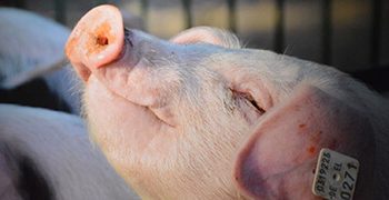 Campofrío Frescos avanza en Bienestar Animal