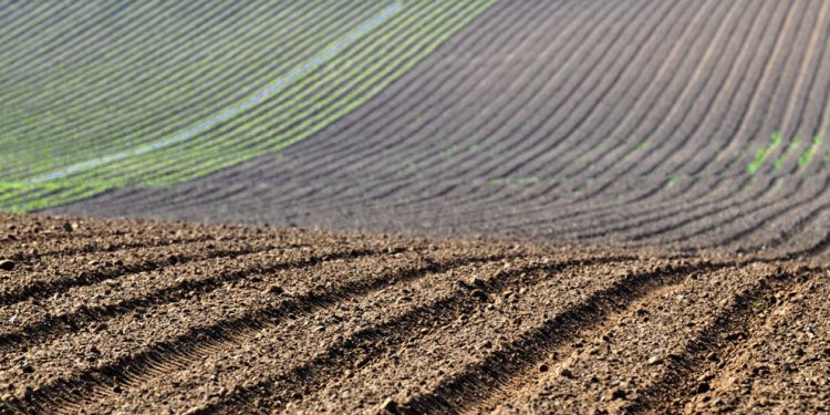 Campo labrado