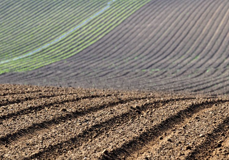 Campo labrado