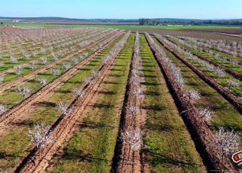 Borges Agricultural & Industrial Nut