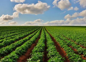 Campo sembrado de patata