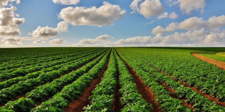 Campo sembrado de patata