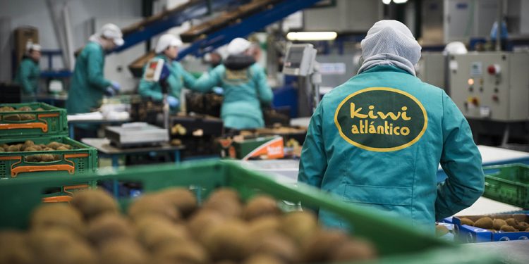 Kiwi Atlantico