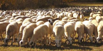 Sector ovino y caprino