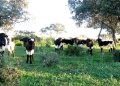 Carne de vacuno