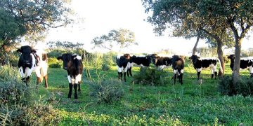 Carne de vacuno
