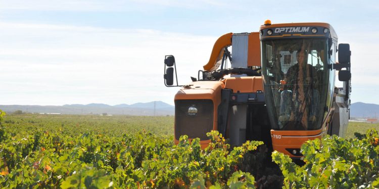 Vendimia en la DOP Cariñena