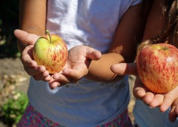 Alimentación para niños