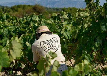 Juvé & Camps inicia la vendimia 2020 con grandes retos