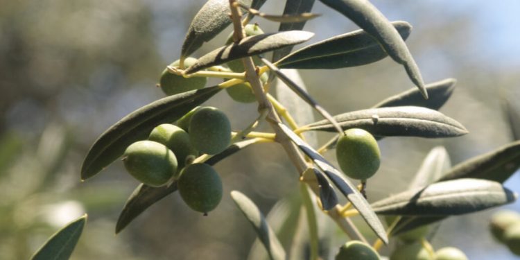 Aceituna