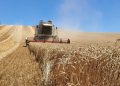Cosecha de cereal