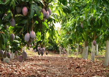 Trops inicia la campaña de mango en la que el pasado año comercializó más de 14.000 toneladas