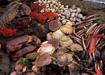 Mariscos Ogrove prevé este año triplicar sus ventas con respecto a 2019 gracias al canal online