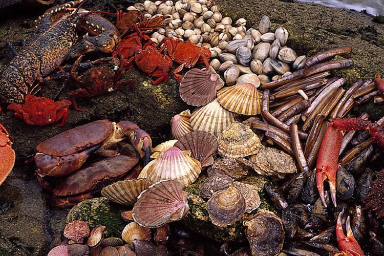 Mariscos Ogrove prevé este año triplicar sus ventas con respecto a 2019 gracias al canal online