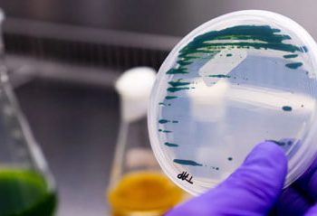 Unilever reafirma su apuesta por la alimentación a base de productos de proteína vegetal