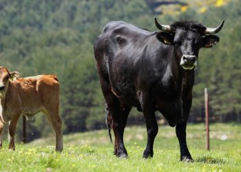 Aprobado el programa de cría de la raza Avileña-Negra Ibérica