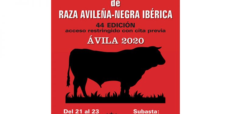La 44ª edición de la Subasta Nacional de la raza Avileña-Negra Ibérica calienta motores