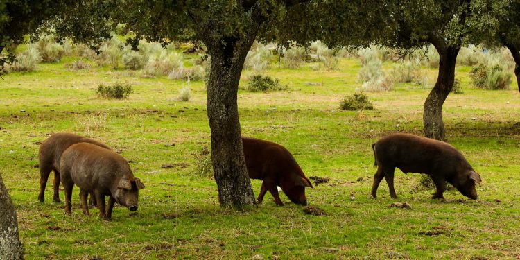 Cerdo iberico