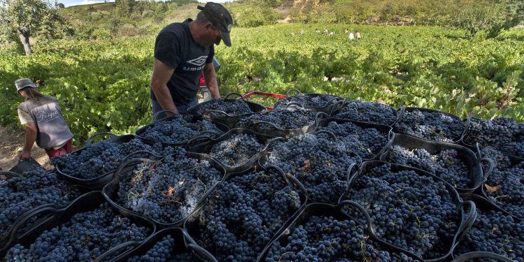 DO Bierzo