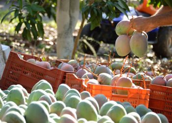 Carrefour prevé exportar el 40% del mango comprado en España, que ha ascendido a 1.860 toneladas