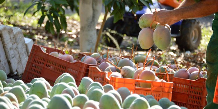 Carrefour prevé exportar el 40% del mango comprado en España, que ha ascendido a 1.860 toneladas