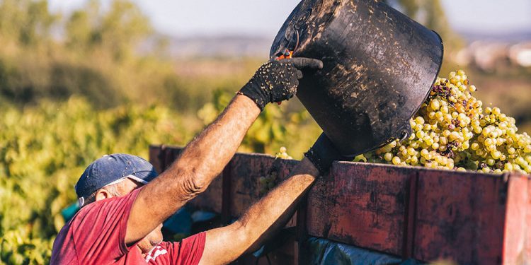 La DO Cava estima una producción un 25% inferior respecto al pasado año