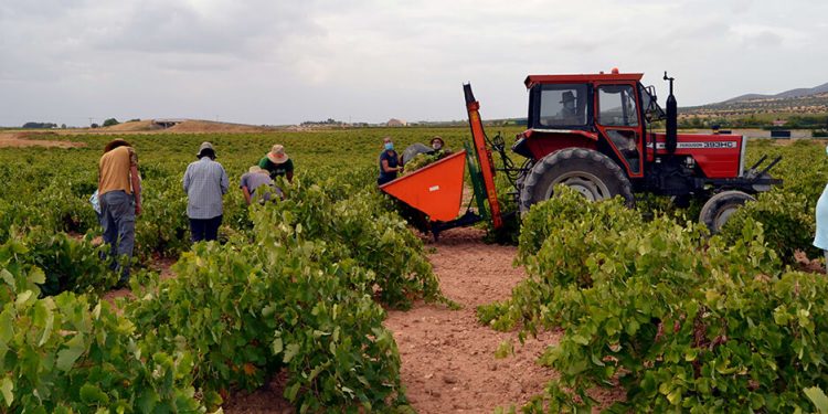 La Cooperativa El Progreso prevé recoger unos 85 millones de kilogramos de uva esta vendimia