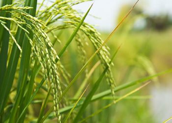 Beneo innova con un almidón de arroz instantáneo funcional para productos con etiqueta limpia