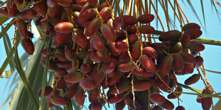 ¿Qué frutas y verduras de EEUU serán gravadas por los aranceles impuestos por la UE?