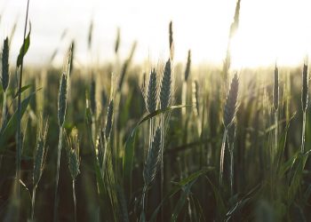 Europastry avanza en su compromiso de usar materias primas 100% sostenibles