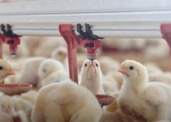 Aprobado el convenio estatal de mataderos de aves y conejos