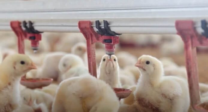 Aprobado el convenio estatal de mataderos de aves y conejos