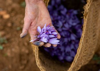 Azafrán de La Mancha