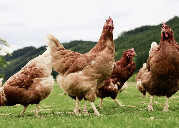 Gallinas