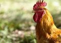 Pollo