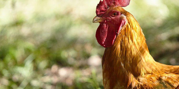 Pollo
