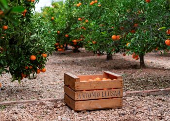 MCH y SanLucar Fruit entran en el accionariado de Llusar